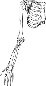 Antique medical engraving of human arm bones and rib cage anatomy
