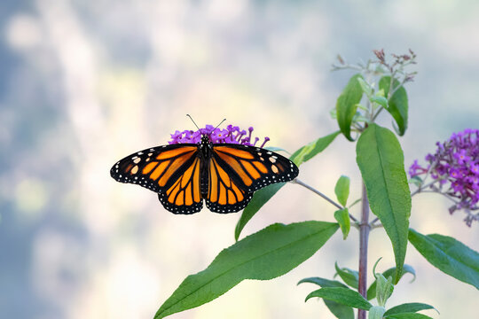 Macro of a monarch butterfly (danaus plexippus) feeding on a butterfly bush / buddleia davidii  flower.
