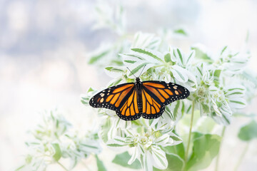 Macro of a monarch butterfly (danaus plexippus) resting on euphorbia marginata (snow on the mountain) © Corry Anne