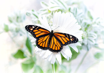 Macro of a monarch butterfly (danaus plexippus) resting on a white flower © Corry Anne
