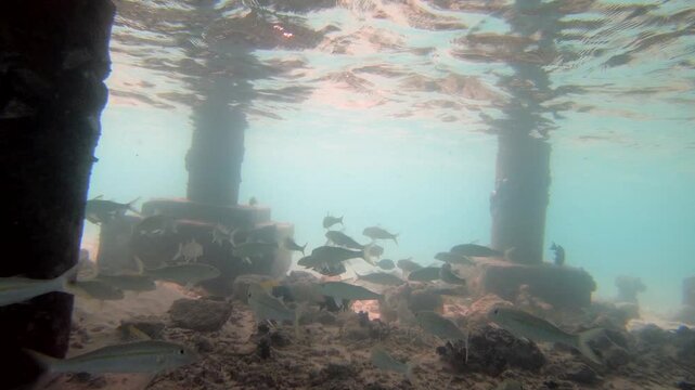 Coral reef fish are fish which live amongst or in close relation to coral reefs. Coral reefs form complex ecosystems with tremendous biodiversity. Among the myriad inhabitants