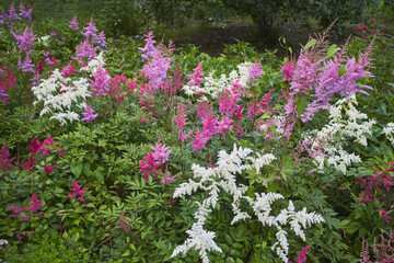 Obraz premium Vibrant multicolored astilbe flowers in shades of pink, purple, white and red with feathery plumes blooming among green foliage in summer garden. Beautiful perennial flowering plants.