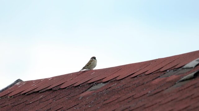 House Sparrow on the roof top, observation (Passer domesticus) - (4K)