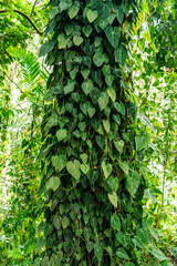 A vertical eye level close up view of lush green philodendron vine leaves climbing up a large tree trunk in a tropical rainforest © Valeria Venezia