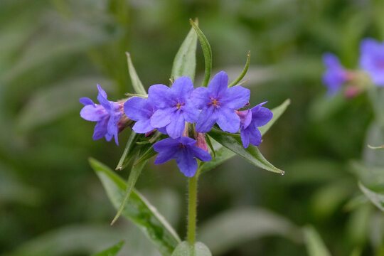 Purple Lithospermum Purpureocaeruleum, Purple Gromwell in flower.