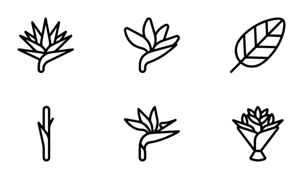 Strelitzia Flower Icons, Bird of Paradise Vector Graphics, Tropical Plant Line Art, Botanical Elements Set