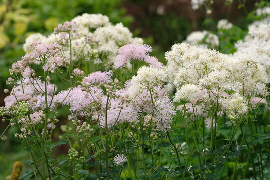 White Thalictrum aquilegiifolium, French meadow rue &lsquo;Album&rsquo; in flower.