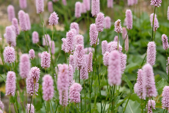 Pal pink Persicaria bistorta &lsquo;Superba&rsquo;, also known as common bistort, snakeweed, and bistort in flower.