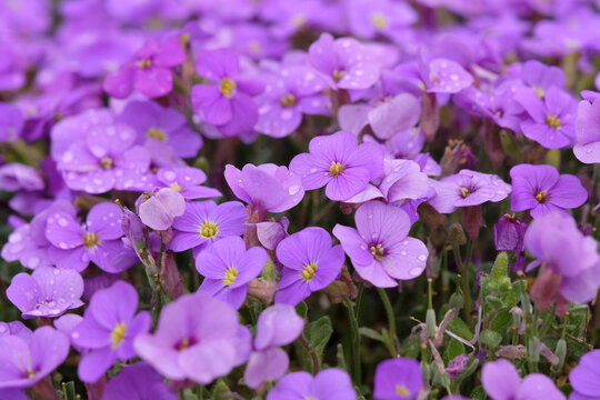 Purple Aubrieta gracilis &lsquo;Kitte Blue&rsquo; in flower.