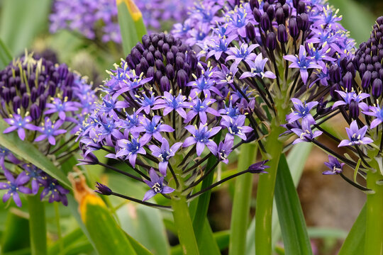 Blue Scilla peruviana, the Cuban lily, Peruvian hyacinth or Portuguese squill, in flower.