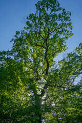 Fototapeta premium Tall tree with green leaves under bright blue sky during daytime in a park setting