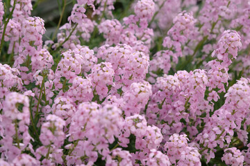 Obraz premium Pink Aethionema grandiflorum, Persian Stone Cress in flower.