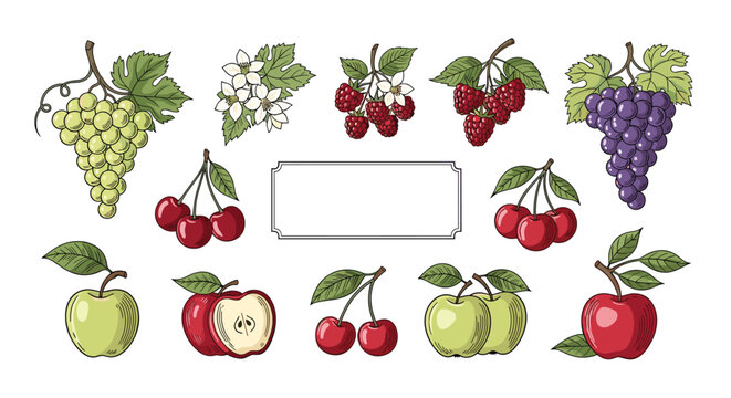Detailed botanical drawings of fresh fruits and berries including green and red apples, grapes, cherries, and raspberries with leaves.
