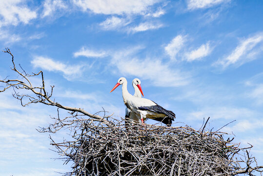 A white stork in the treetop with its nest at the Vallcalent Wildlife Center in Lleida, Catalonia, Spain.	
