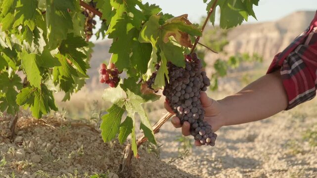 Farmer's hand touching inspecting bunch of dark grapes in vineyard in mountain valley close-up