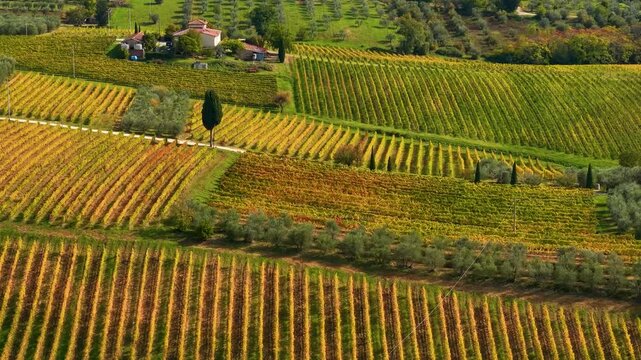 Chianti vineyards in Tuscany Italy aerial 4K drone flight toward a cypress tree during golden autumn. Cinematic rural scenery of rolling wine hills for viticulture, winetourism and travel destination