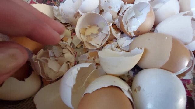 Hand sorting and crushing organic brown and white eggshells in a box