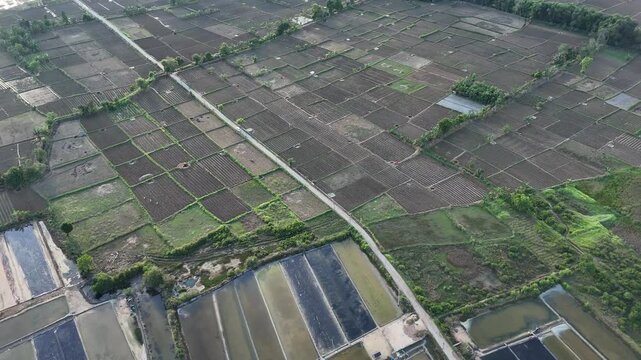 Aerial View of Rice Fields and Aquaculture Ponds in Rural Indonesian Coastal Agricultural Landscape
