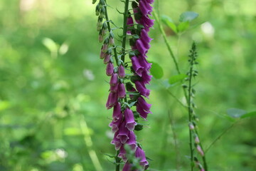 Common Foxglove in a woodland setting. Photographed in Kent, UK. © KentWildLens