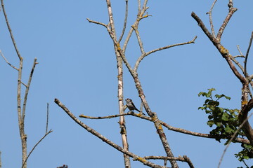 Fototapeta premium A Long-tailed Tit sitting perched on a slender branch against a clear blue sky. Photographed in Kent, UK.