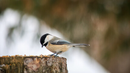Black-capped chickadee feeding on tree stump in winter © Claudia