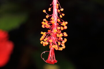 Red Hibiscus Flower extreme Close-Up macro photography Nature Background © ritam Karmakar