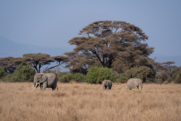 Obraz premium The elephants in Amboseli Park, Kenya