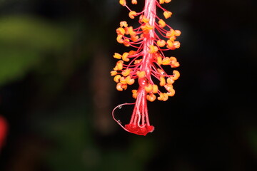 Red Hibiscus Flower extreme Close-Up macro photography Nature Background © ritam Karmakar