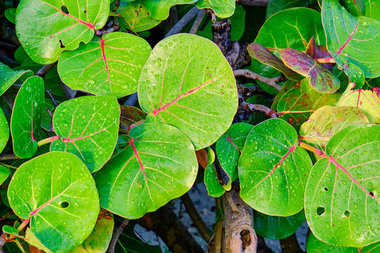 Seagrape leaves illuminated by the early morning sunlight, featuring delicate water droplets.