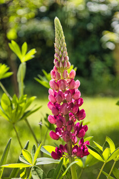 Closeup eine Lupinie - Blume im Garten