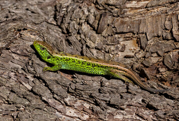 Obraz premium A male sand lizard (Lacerta agilis) sitting on the bark of a tree