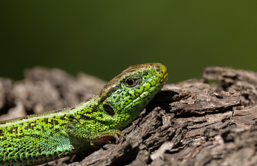 Fototapeta premium A male sand lizard (Lacerta agilis) sitting on the bark of a tree