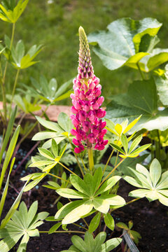 Closeup eine Lupinie - Blume im Garten