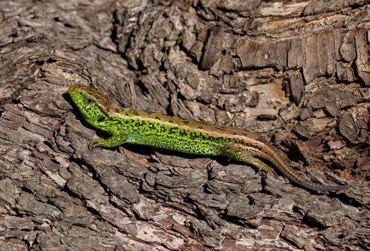 A male sand lizard (Lacerta agilis) sitting on the bark of a tree