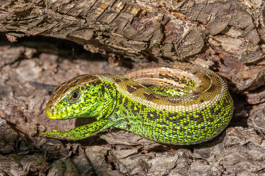 A male sand lizard (Lacerta agilis) sitting on the bark of a tree