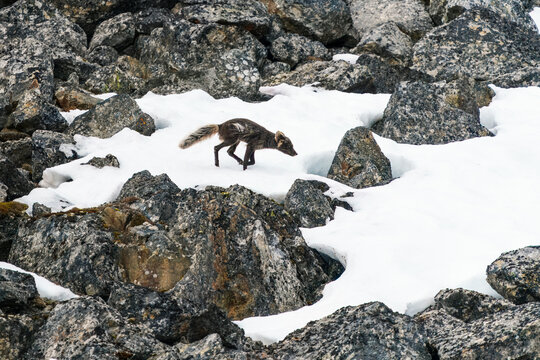 View of an Arctic fox in its dark summer coat walking across a patch of snow surrounded by jagged grey rocks Svalbard and Jan Mayen.