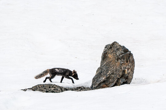 View of an Arctic fox walking across a vast snowfield past a large dark rock in Svalbard and Jan Mayen.