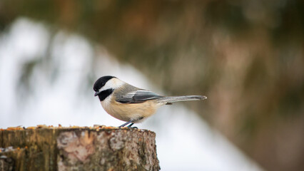 Black-capped Chickadee perched on tree stump in winter forest © Claudia