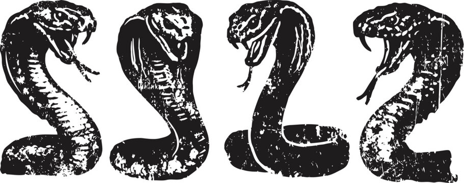 black and white cobra snake illustrations showing different aggressive poses with hood expanded