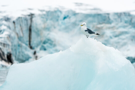 View of a kittiwake seagull perched on a jagged iceberg with a massive blue glacier and icy cliffs in the background Svalbard and Jan Mayen.