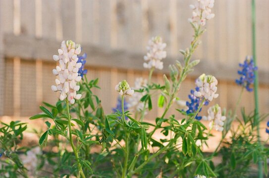 Lupinus texensis - Texas Bluebonnets with White Blooms
