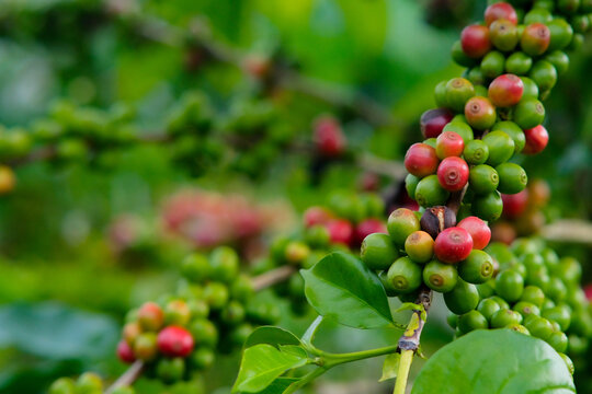 red and green berries on a coffee tree