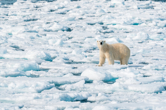 View of a polar bear standing on drifting sea ice floes surrounded by frozen arctic waters under bright daylight Svalbard and Jan Mayen.