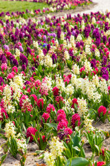 Obraz premium Vibrant garden scene with colorful hyacinth flowers blooming in springtime sunshine