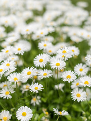 Fototapeta premium Blooming daisies with selective focus in natural sunlight