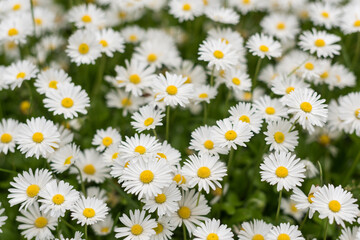 Fototapeta premium Soft focus white daisies creating airy floral background