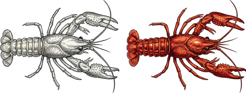 Crayfish vector engraving illustration set with realistic red lobster and black line art sketch for seafood menu restaurant market isolated design