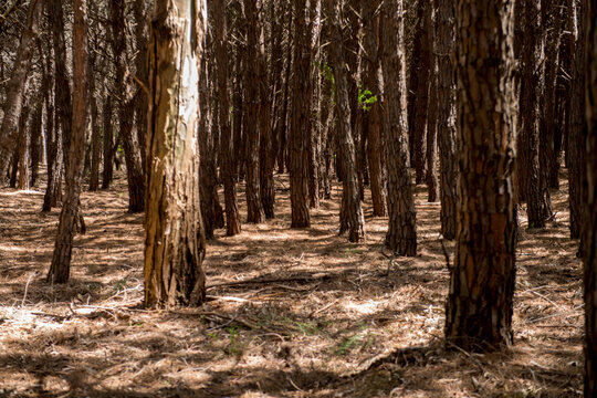 Pineta di Petacciato in provincia di Campobasso in Molise