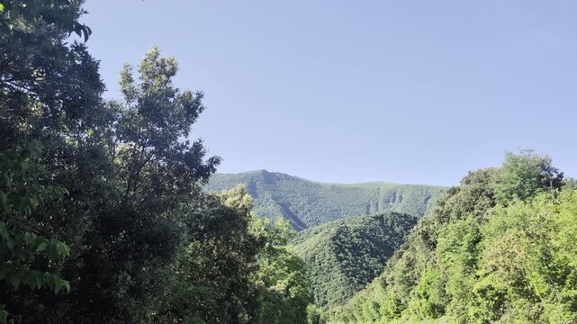 Paesaggio naturale con colline e montagne verdi, alberi in primo piano e cielo limpido