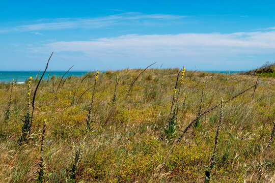 Pineta di Petacciato in provincia di Campobasso in Molise